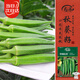 壽禾 水果秋葵種子苗冬春盆栽蔬菜種籽 濰育華納比樂(lè )水果秋葵種子10g