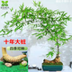 竹子盆景小葉勒竹金絲佛肚竹內門(mén)竹文竹禪意竹子茶室擺件小葉簕竹 精選十年大樁