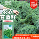 菜禾地 羽衣甘藍種子苗可食用觀(guān)賞盆栽陽(yáng)臺蔬菜種籽 羽衣甘藍種子100粒