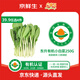 東升【39.9選4】有機小白菜250g 有機蔬菜 火鍋食材 廣東源頭直發(fā)