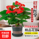 紅掌盆栽室內鴻運當頭綠植帶花新手好養活易栽種室內綠植 A級紅掌3-6花+加侖盆