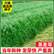 萬(wàn)田沃高產(chǎn)冬牧70黑麥草種籽四季常青多年生牧草耐寒草籽養殖禽畜草種子 一年生黑麥草【1斤】【高產(chǎn)型】