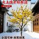 翩然臘梅花樹(shù)苗庭院地栽耐寒冬季開(kāi)花卉植物陽(yáng)臺濃香高桿原生素心臘梅 臘梅（花期才帶花苞） 2.5CM粗 高1.4米左右（耐寒耐凍帶土球