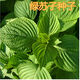 耘淘東北蘇子種子 陽(yáng)臺庭院優(yōu)質(zhì)綠蘇葉種子韓國卷烤肉朝鮮族蘇子葉籽 綠蘇子種子10包約5000粒 原裝