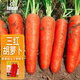 IDEAL理想農業(yè) 胡蘿卜種子秋季蔬菜種籽三紅七寸參紅心水果胡蘿卜種子