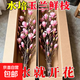 【遇水開(kāi)花】水培植物白玉蘭紫玉蘭鮮花鮮切花帶花苞室內好養綠植 3枝大花苞粉玉蘭鮮枝50-60cm【花苞多多】