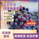 胖東來(lái)同款葡萄玫瑰香天津漢沽茶淀玫瑰香葡萄九甜一酸水果優(yōu)選精 4斤 精選鮮果