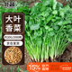 北蔬 香菜種子苗大葉芫荽耐熱四季蔬菜籽 大葉香菜籽種子20g約2000粒