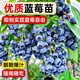 佳賀（JIAHE）特大果高產(chǎn)藍莓苗帶土發(fā)貨藍莓樹(shù)苗南方北方種植盆栽地栽當年結果 夏普藍莓2年苗(次年結果）