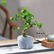 懸崖福建茶老樁盆栽 室內客廳桌面擺件 四季常青易養微景觀(guān)盆景 老樁S型福建茶（原盆）