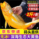 鮮享歡大黃魚(yú) 深海舟山野化冰鮮特大黃花魚(yú)禮盒裝生鮮魚(yú)類(lèi) 舟山海鮮 2條裝 1.7斤-2斤/條