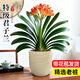 愛(ài)優(yōu)尚特級君子蘭盆栽帶花苞辦公室內客廳國寶級綠植花卉源頭直發(fā)