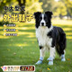 狗狗鞋子中型犬狗狗腳套大型犬寵物鞋邊牧金毛鞋子軟底甩不掉防水 滿(mǎn)印小狗（款）4只 4XL（建議體重30-60斤）