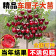 景琳涵車(chē)厘子樹(shù)苗櫻桃樹(shù)苗南方北方種植正宗盆栽地栽矮化櫻桃樹(shù)果樹(shù)果苗 4年苗（品種備注）