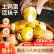 耕果妙南京非遺13天黃金活珠子單枚50g真空鎖鮮開(kāi)袋即食鳳凰蛋地道特產(chǎn) 【初體驗甄選裝】4枚五香味 50g/枚
