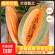 正宗海南哈密瓜 新鮮水果當季脆甜網(wǎng)紋瓜西州蜜香瓜老漢瓜 帶箱2-3斤1個(gè)瓜
