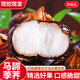 京地達馬蹄廣西馬蹄荸薺 凈重5斤單果20g+新鮮荸薺果中果源頭直發(fā)包郵