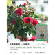 海蒂的花園旗艦店藍色風(fēng)暴月季花卉盆栽陽(yáng)臺庭院開(kāi)花月季苗多季開(kāi)花正版月季 棒棒糖月季火燒云16cm盆 含盆