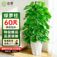 佳賀（JIAHE）大葉綠蘿柱盆栽客廳大型綠植辦公室內除甲醛凈化空氣綠籮源頭直發(fā) 【限時(shí)特惠】1.4-1.6米大葉綠蘿柱(鉆石盆)