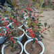 藍彩何庭院陽(yáng)臺植物地栽盆栽北美冬青樹(shù)苗南方北方種植觀(guān)果耐寒綠 7年苗1公+1母結果多多