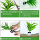 七葉島水草魚(yú)缸造景水草植物直接入缸水培植物蜈蚣草水溶懶人造景整套 養護方法（見(jiàn)圖)
