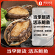 福字號活凍大鮑魚(yú)凈重500g12粒盒裝鮑魚(yú)火鍋燒烤貝類(lèi)海鮮生鮮