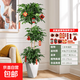 幸福樹(shù)客廳大盆栽粗桿辦公落地送禮花卉植物樹(shù)四季耐看小葉發(fā)財樹(shù) 精品【三層】幸福樹(shù)(菱形樹(shù)脂盆)1.5-1.7米_