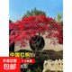 紅楓樹(shù)苗四季日本紅舞姬老樁盆景盆栽庭院別墅室外耐寒綠化植物苗 【中國紅楓】4cm粗1.5米高-樹(shù)形優(yōu)美/基地現挖 40cm(含)-50cm(不含)
