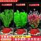 瘋狂水草（FKSC）真水草魚(yú)缸造景套餐凈化水質(zhì)懶人魚(yú)缸水草植物直接入缸蜈蚣草 【火山石】水草新手入門(mén)3棵
