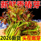 金百粟【順豐到家】陜西頭茬香椿芽新鮮野菜紅綠油香椿葉野現采蔬菜現摘 香椿250g裝【2盒】-順豐直達