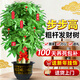 卉優(yōu)步步高發(fā)財樹(shù)大葉綠蘿龍血樹(shù)盆栽客廳辦公室內開(kāi)業(yè)喬遷大型綠植 甄選·粗桿步步高發(fā)財樹(shù)【1.6-1.8米】福字盆 含盆