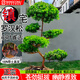 羅漢松樹(shù)苗盆景正宗小葉雀舌盆栽四季庭院地栽大樹(shù)造型樹(shù)樁迎客松 【小葉雀舌羅漢松】高40-50cm 2 【四季常青 不活包賠】