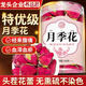 養益君月季花茶100g云南月季花 搭中藥材又名月月紅搭玫瑰花凌霄花解郁