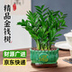 愛(ài)優(yōu)尚金錢(qián)樹(shù)盆景辦公室桌面盆栽室內客廳綠植好養錢(qián)串子招財樹(shù)源頭直發(fā)