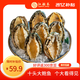 江船長(cháng)冷凍大鮑魚(yú) 凈重400g 10粒袋裝 火鍋食材 貝類(lèi)生鮮