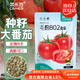 菜禾地 毛粉番茄種子苗沙瓤西紅柿生吃大果蔬菜籽 毛粉802番茄種子100粒