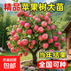 山東煙臺紅富士煙富8號蘋(píng)果樹(shù)苗矮化鉆木嫁接南方北方庭院種地栽 4年苗當年結果