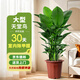 瑯闕天堂鳥(niǎo)盆栽室內客廳大型綠植辦公室大葉植物花卉新房源頭直發(fā)