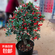 火棘樹(shù)盆栽吉祥果盆景滿(mǎn)堂紅植物觀(guān)果綠植陽(yáng)臺庭院開(kāi)花結果小植物 原盆原土火棘(5年苗25cm高) 帶盆栽好