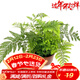萌肉居狼尾蕨盆栽蕨類(lèi)植物微景觀(guān)室內喜陰綠植狼尾蕨原盆土源頭直發(fā)