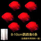 樂淘逸寵血紅鸚鵡魚活體發(fā)財(cái)魚財(cái)神魚大型熱帶觀賞魚淡水好養(yǎng) 9-10cm血鸚鵡6條發(fā)順豐