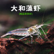 聽(tīng)白閣大和藻蝦大河藻蝦綠絲藻黑絨毛藻克星超強除藻水草蝦水草工具蝦缸 2.1-2.9CM臺灣大河藻蝦（20只）