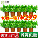 佳賀（JIAHE）綠蘿盆栽除甲醛花卉綠植辦公室新房?jì)艋諝饧彝?110款綠蘿原盆 10盆裝