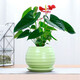 Only you【兩小時(shí)達】發(fā)財樹(shù)白掌綠蘿凈化空氣桌面小綠植盆栽開(kāi)業(yè)喬遷送禮 紅掌（瓷盆隨機）
