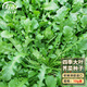 壽禾 大葉薺薺菜種子地菜香薺小葉草菱角冬春季四季陽(yáng)臺壽光蔬菜菜籽 大葉四季薺菜種子 10g裝