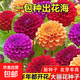 大麗花種子四季種耐寒易活開(kāi)花不斷植物種子庭院陽(yáng)臺盆栽花種子 混色大麗花種子 小花盆-白色100粒