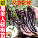 禾大師高產(chǎn)黑美人辣椒苗秧帶土球紫螺絲紫妃黑辣椒陽(yáng)臺小院盆栽蔬菜 黑美人辣椒苗5棵+送1棵+10g肥
