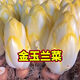 耘淘金玉蘭菜種子軟化菊苣苦苣種子菜根種孑種苗白玉蘭種子黃芽菜種子 黃菊苣(金玉蘭)5包約1500粒 原裝
