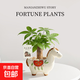 馬上發(fā)財樹(shù)小盆栽辦公室內桌面綠植招財樹(shù)植物馬年伴手禮小馬擺件 胖胖發(fā)財樹(shù)+小馬陶瓷盆【送吊牌+鋪面石】