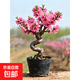 轉運桃花盆栽壽星桃樹(shù)苗帶花苞盆景老樁室內陽(yáng)臺庭院耐寒花卉綠植 壽星桃3厘米粗：S造型【帶花苞芽】